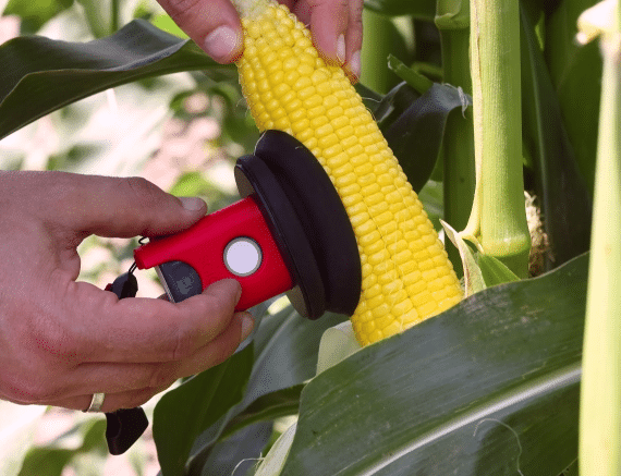 A person uses a handheld device to measure the ripeness of corn still on the stalk in a field.