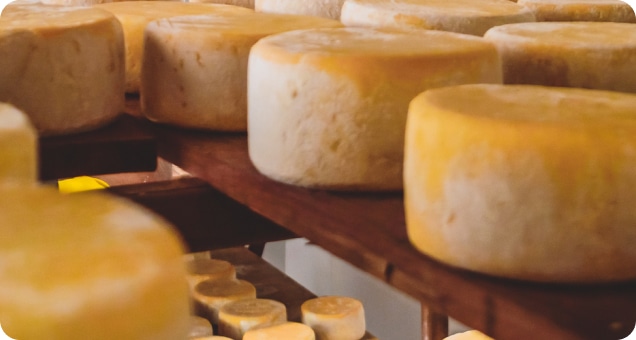 Circular cheese wheels aging on wooden shelves in a dimly lit room.