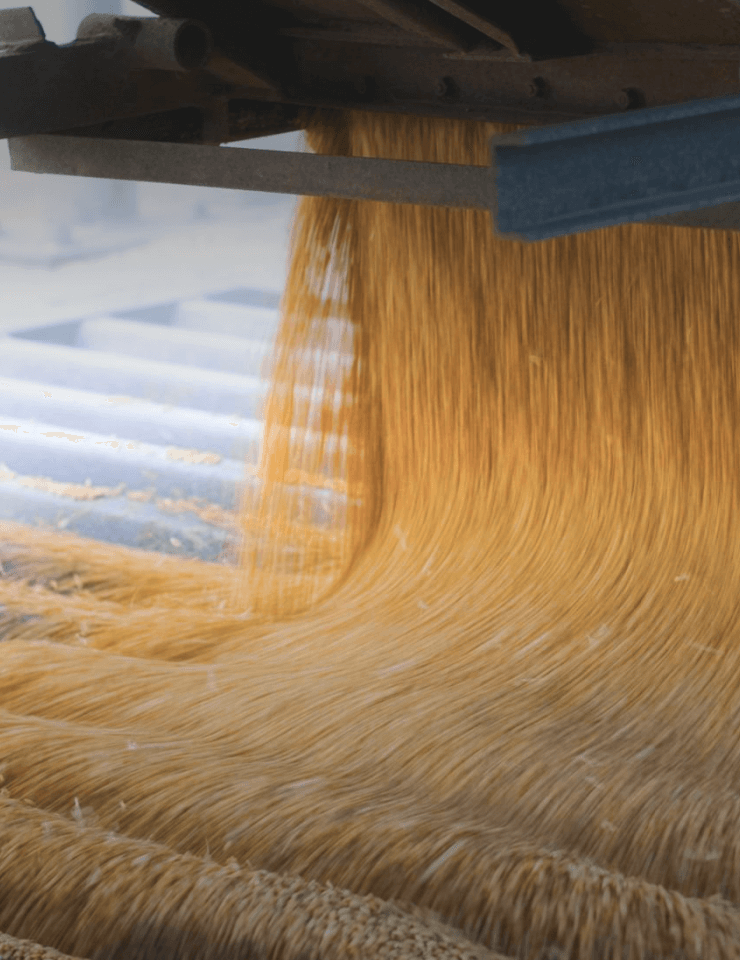 Wheat grains pouring from an industrial chute in a milling facility, creating a flowing stream onto a conveyor belt.