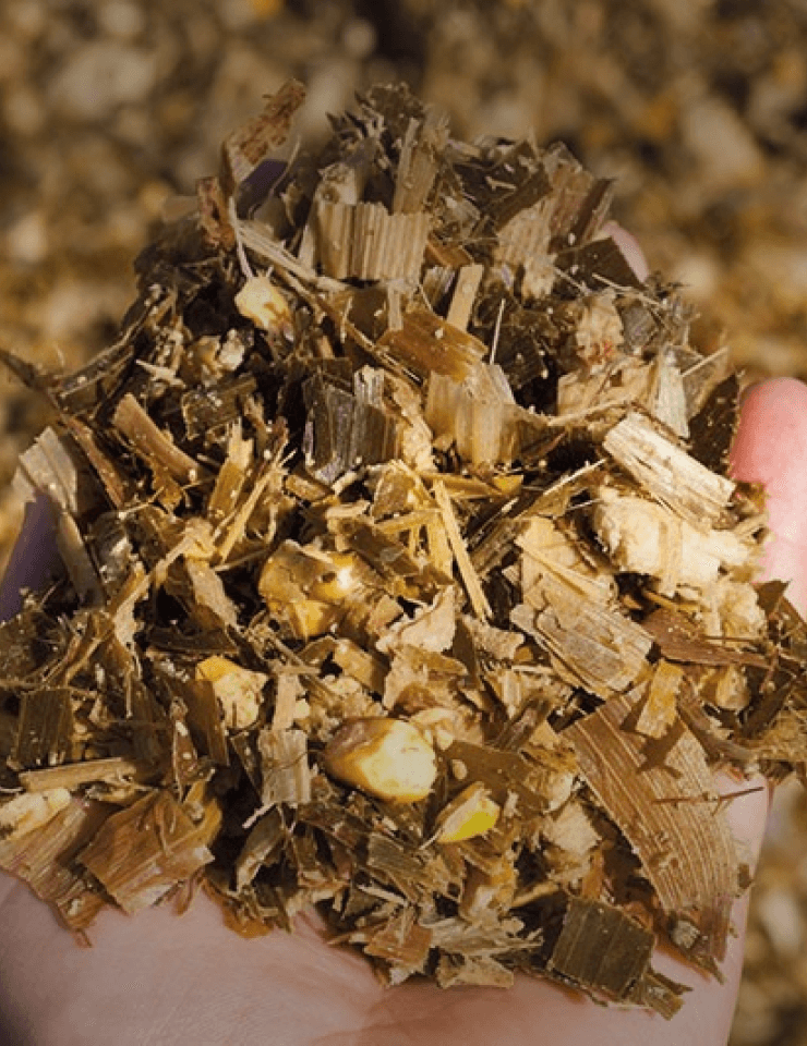 A hand holding a pile of chopped corn silage with visible pieces of corn and plant material.