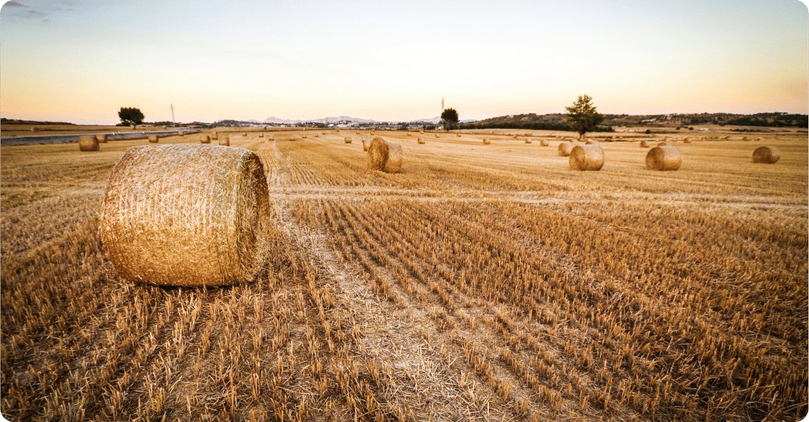 A field with multiple round hay bales scattered across a golden landscape under a clear sky.