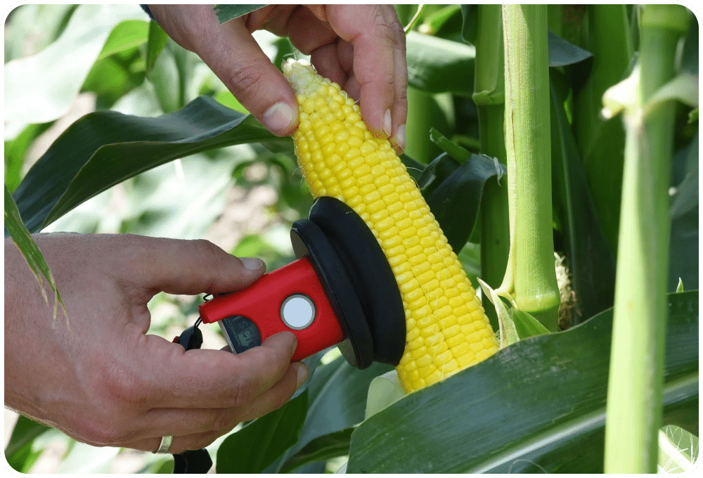 Person using a red device to measure the ripeness of a corn ear in a field.