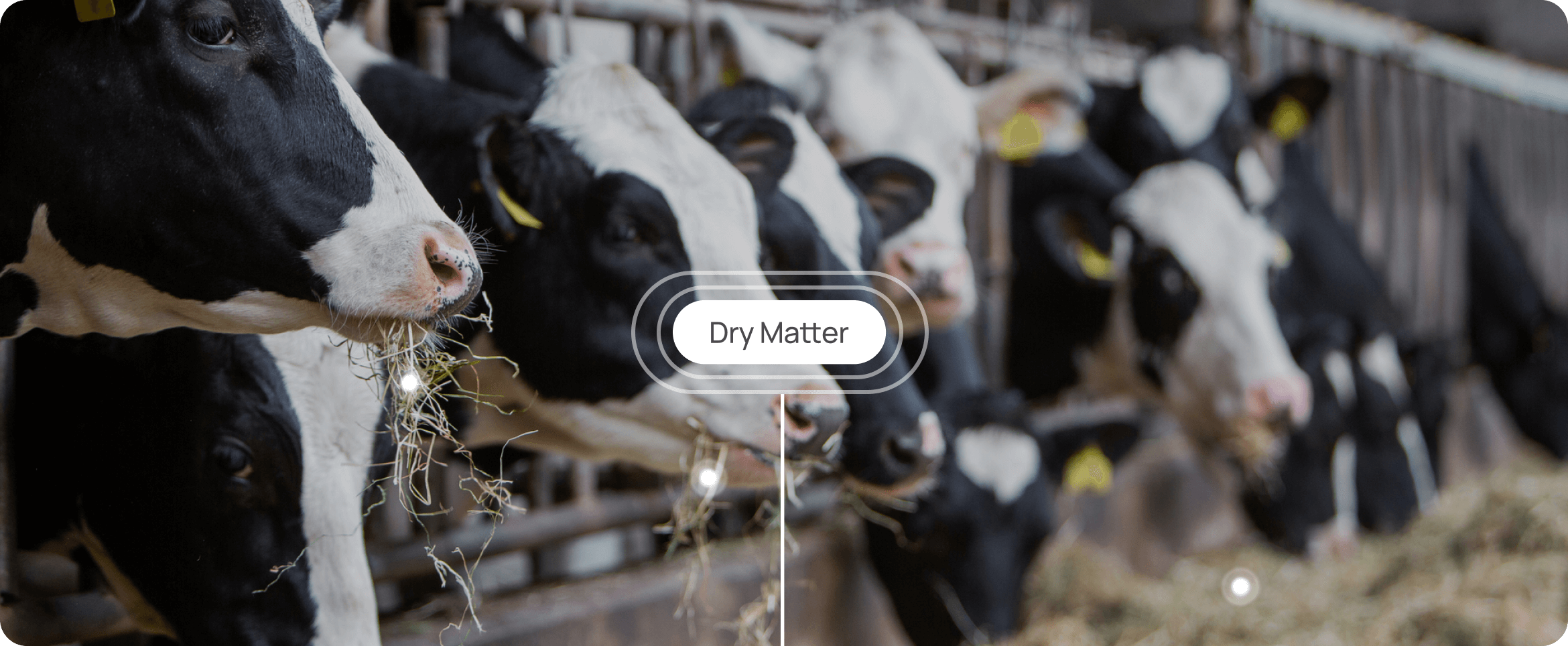 Cows in a barn eating hay, with "Dry Matter" text overlay.