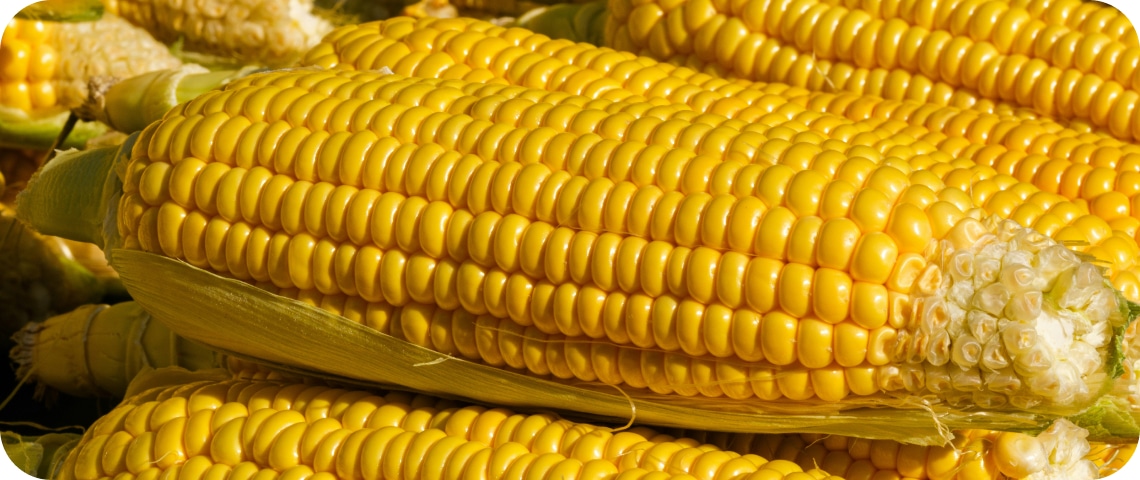 Close-up of ripe yellow corn cobs with kernels visible, some still partially wrapped in green husks.