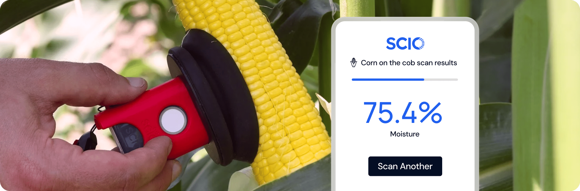 A hand holds a device scanning corn on the cob. Display shows "SCIO" and "75.4% moisture" with a button labeled "Scan Another.