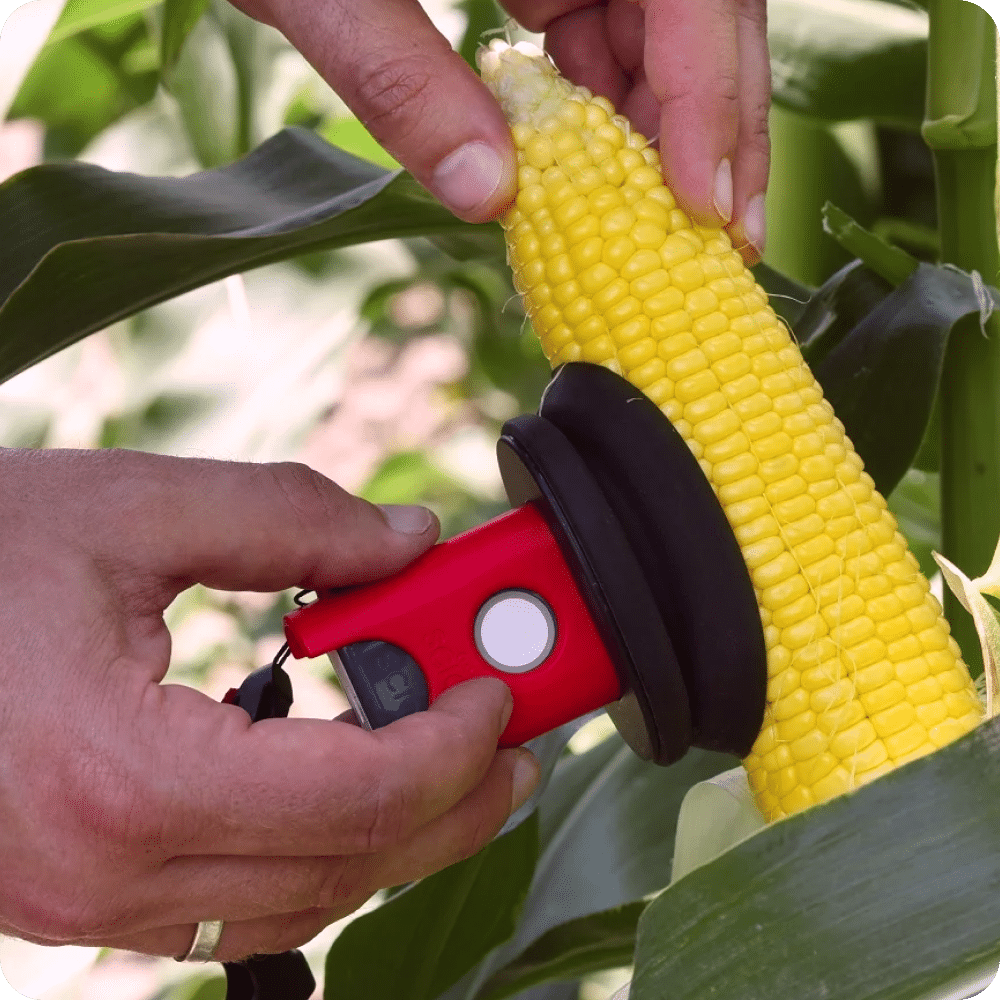 Hands using a red device to measure the ripeness of a yellow corn cob still attached to the plant.